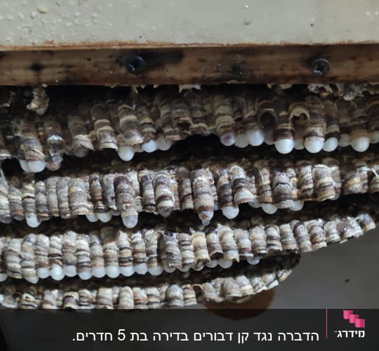 קיני צרעות עם ביצים מתחת לעץ